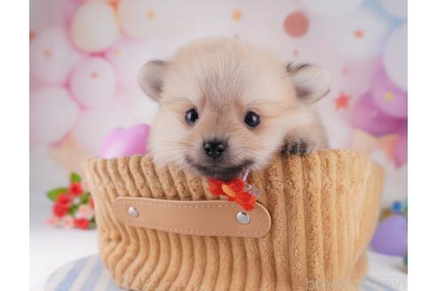 販売中の千葉県のポメラニアン-373849の3枚目